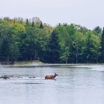 Refuse to hibernate outaouais parc omega traversee lac biche