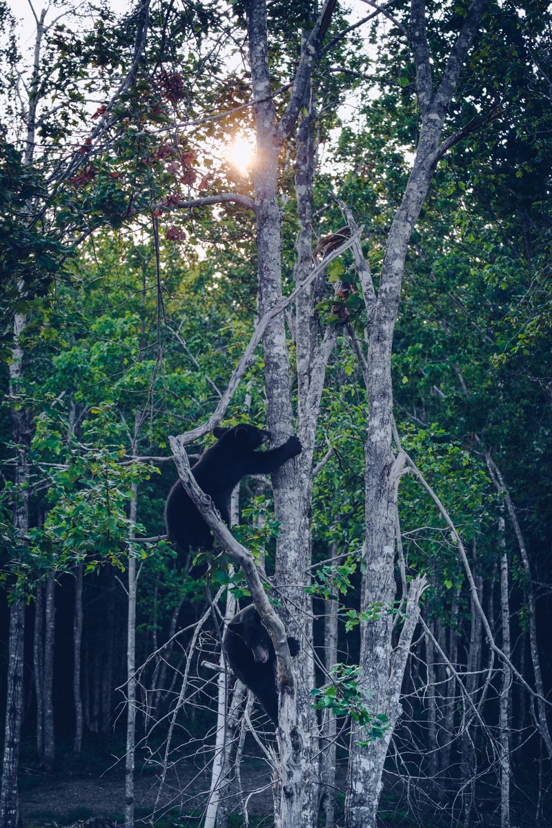 Refuse to hibernate nouveau-brunswick acadieville little big bear safari oursons dans arbre