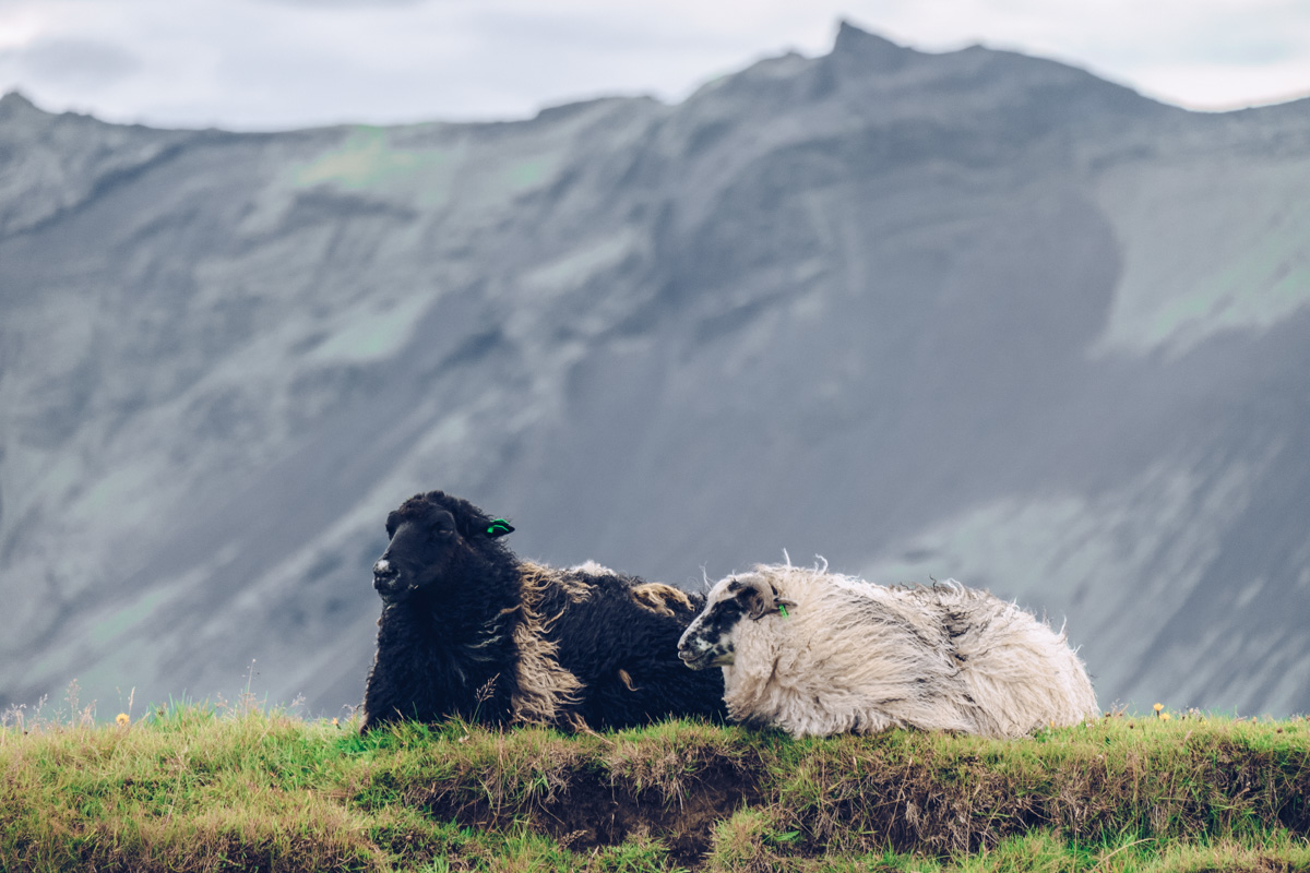 Refuse to hibernate islande keldur moutons