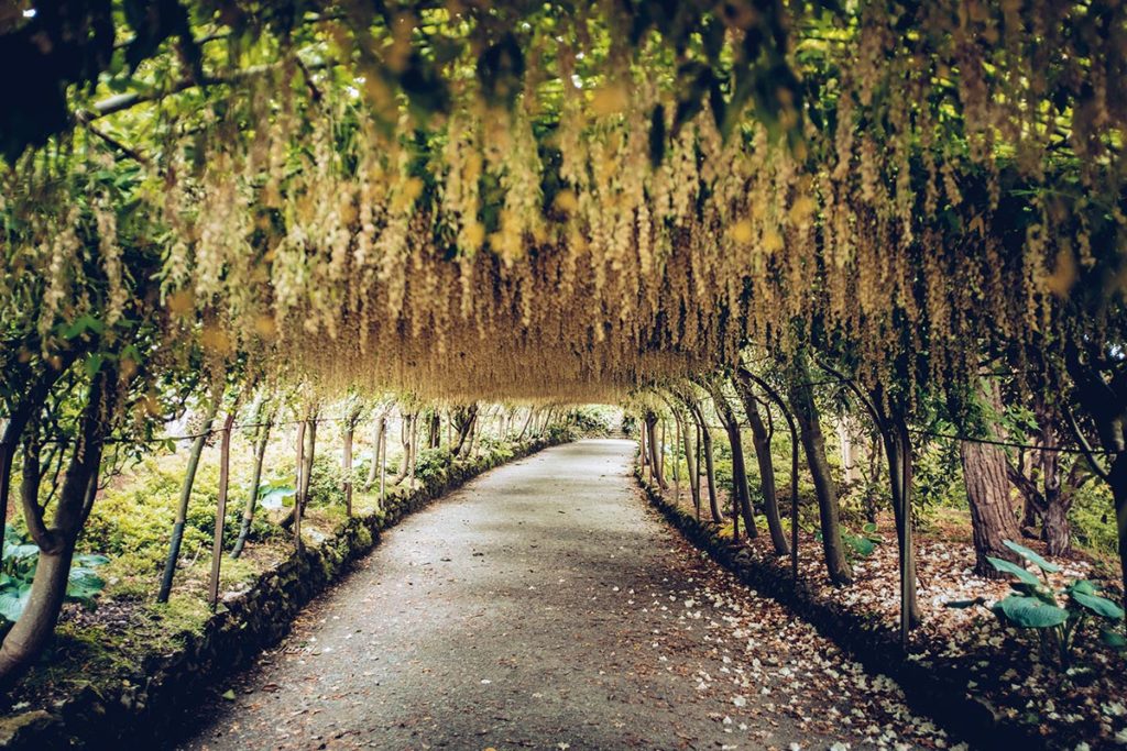 Refuse to hibernate Pays de Galles bodnant gardens laburnum arch
