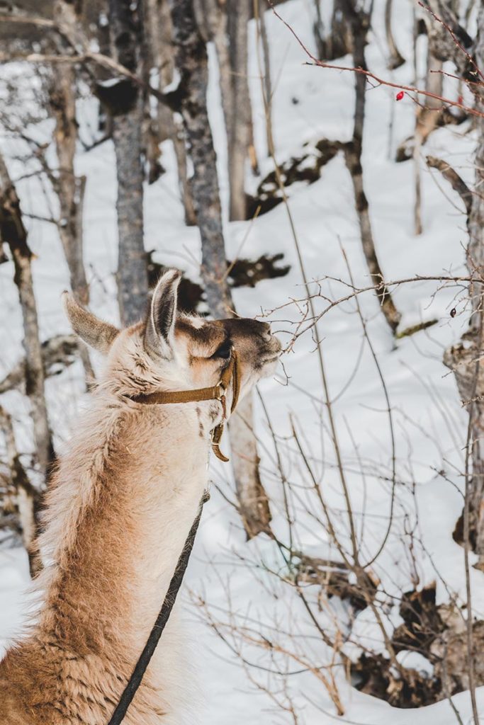 Valloire refuse to hibernate balade avec des lamas Névé