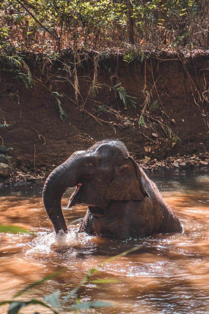 Cambodge Sen Monorom Elephant Valley Project heureux Refuse to hibernate