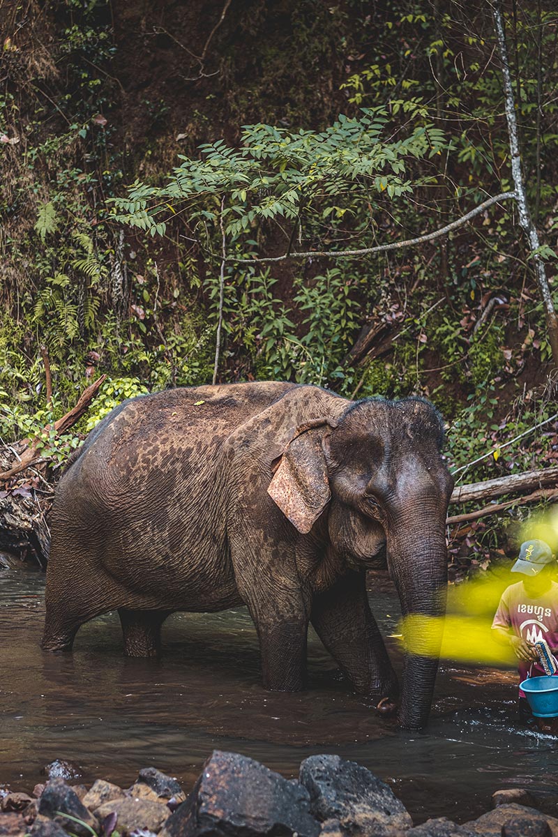 éléphant avec son mahout Mondulkiri Refuse to hibernate