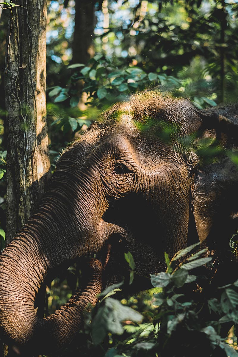 éléphant se nourrissant de feuilles Mondulkiri Refuse to hibernate