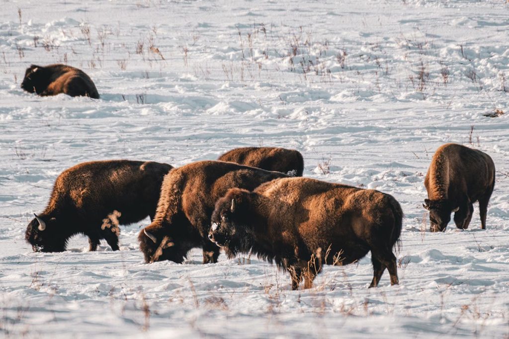 Elk Island national park troupeau de bisons Edmonton Refuse to hibernate