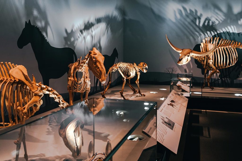 Royal Alberta Museum squelettes ombres Edmonton Refuse to hibernate